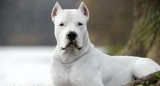 Dogo argentino