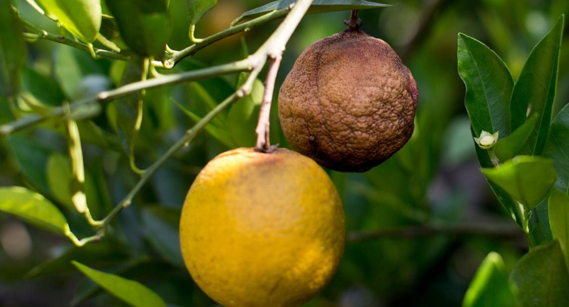 HLB, enfermedad que afecta a los cítricos