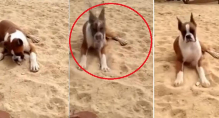 Video viral - perro en la playa