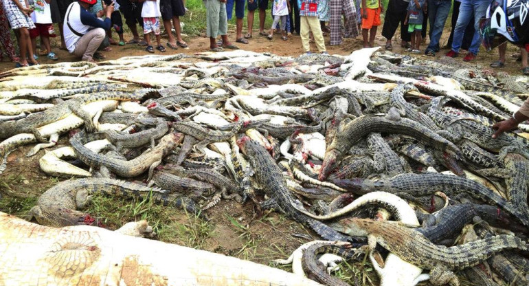 Matanza de cocodrilos en Indonesia