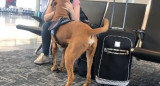 Perro de terapia ante ataque de pánico