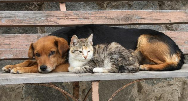 Perros y gatos callejeros