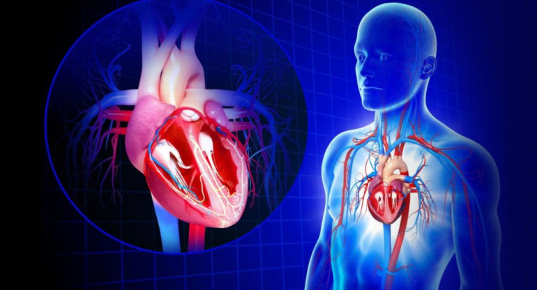 Medicina cardiovascular - Cardiología - Pacientes cardiológicos - Salud