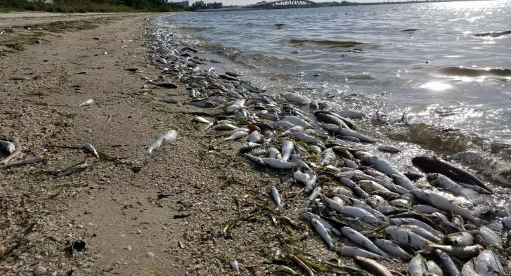 Marea roja que mata animales marinos en Florida