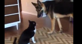 Perro y gato - video viral