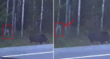 Graban misteriosa criatura en el bosque