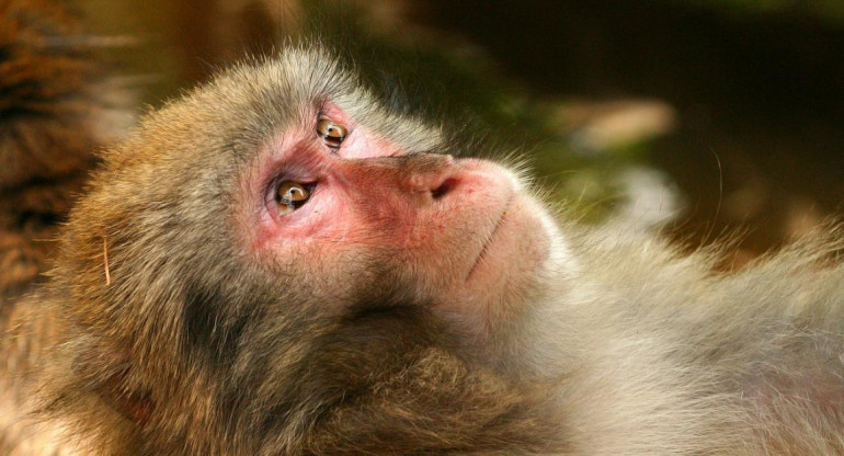 Mono - primate - animal