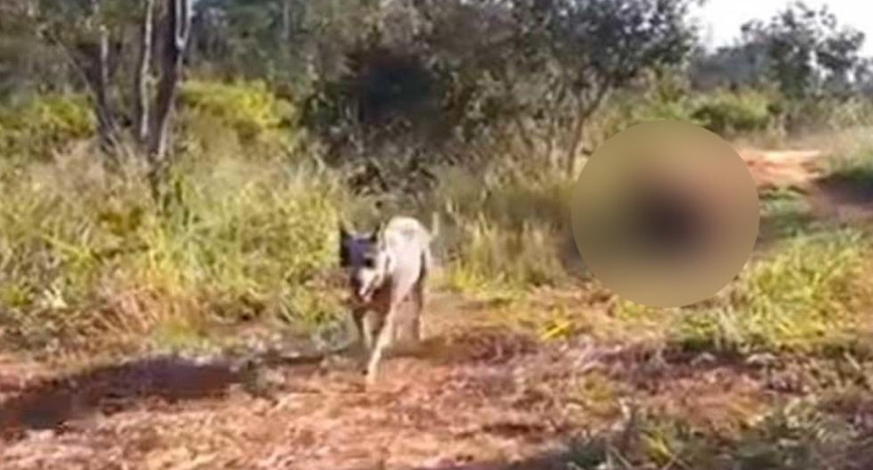 Video viral - Perro se pierde en el bosque y aparece con inesperado amigo