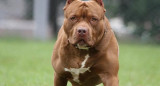 Perro raza pitbull terrier