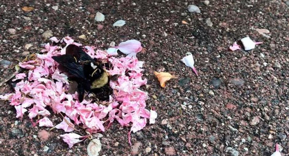 Hormigas hacen el funeral de una abeja reina