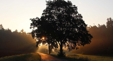 Se festeja hoy el Día del Árbol en Argentina