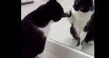 Video viral - gato