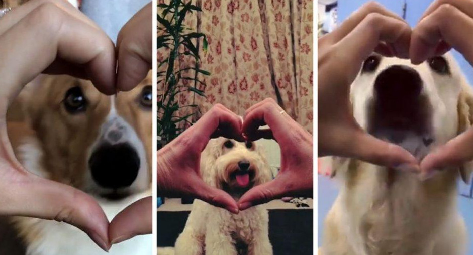Snoot Challenge, nuevo viral de perros