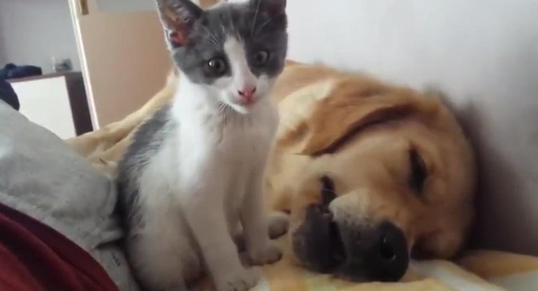 Video viral: tierna pelea entre perro y gato