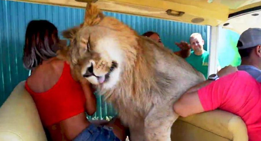 Un león se sube a un safari lleno de turistas .Mirá el video