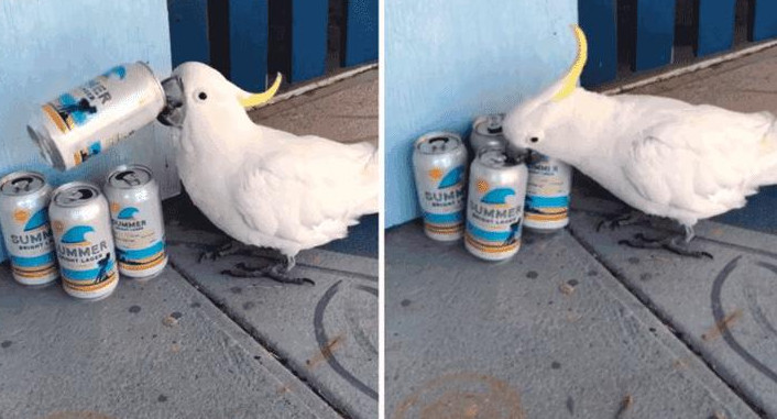 Video viral: cacatúa que toma cerveza descontroladamente