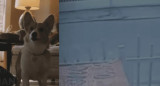 Video viral - perro "muerto"