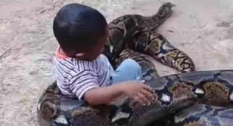 Video viral - nene jugando con serpiente