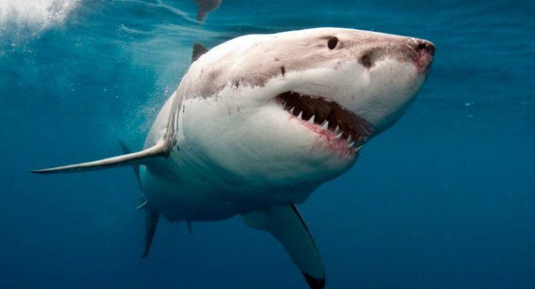 Tiburón mata a surfista en playa de Estados Unidos