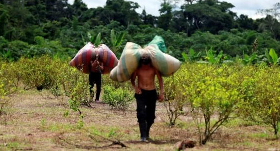 Cultivos coca - Colombia