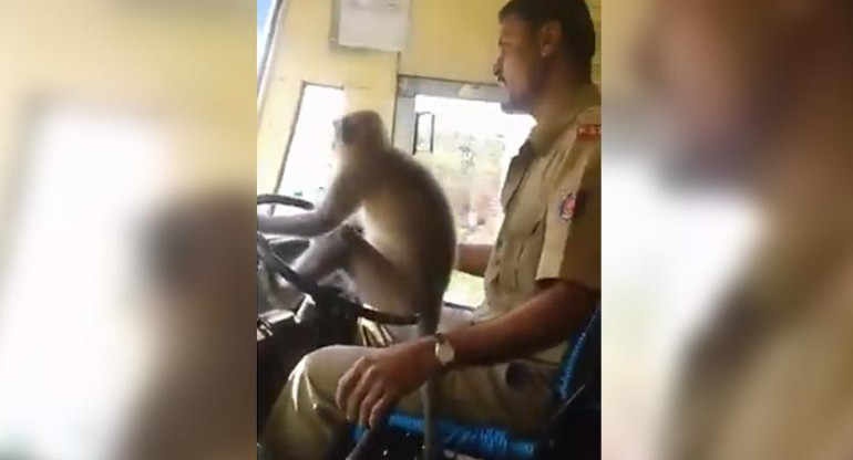 Chofer con mono al volante
