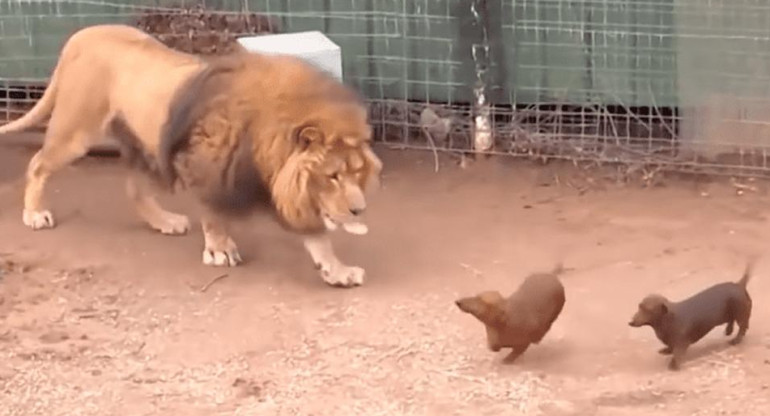Video viral en Youtube, arrojan dos perritos a jaula de un león