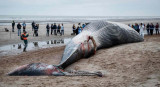 Ballena encontrada en la costa de Bélgica