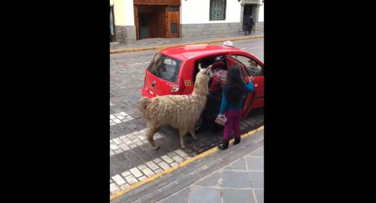 Llama se toma un taxi en Perú