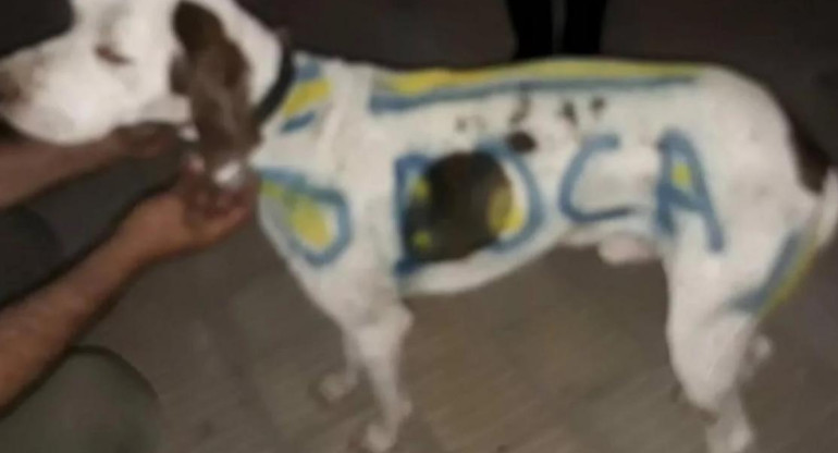 Indignación por un carnicero que pintó a su perro con los colores de Boca