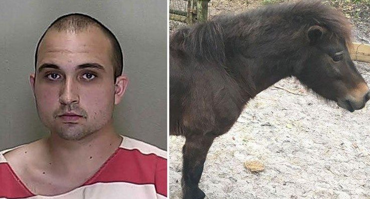 Detenido por tener sexo con un pony