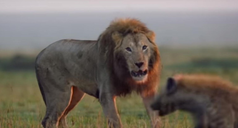 Video león es atacado por hienas