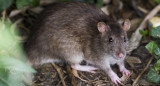 Hantavirus