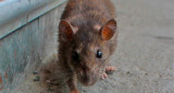 Hantavirus, ratas, ratones