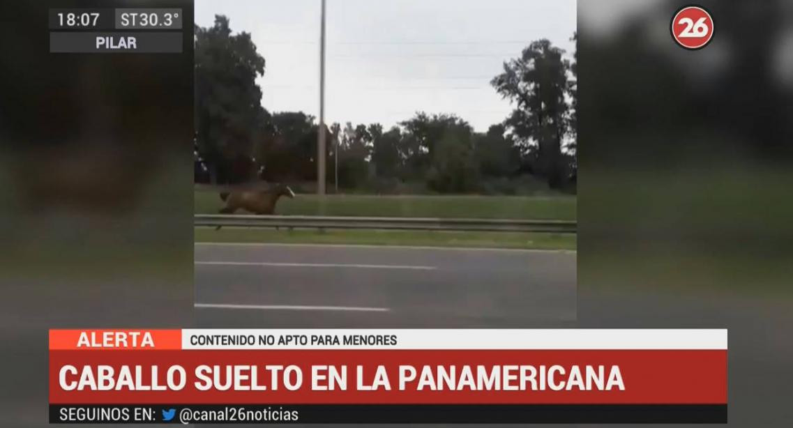 Caballo suelto en plena Panamericana