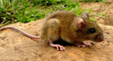 Hantavirus, rata