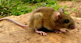 Hantavirus, rata