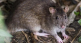 HANTAVIRUS