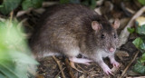 HANTAVIRUS