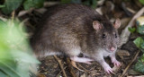 HANTAVIRUS