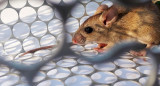 Hantavirus - Casos confirmados