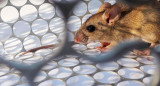 Hantavirus - Casos confirmados