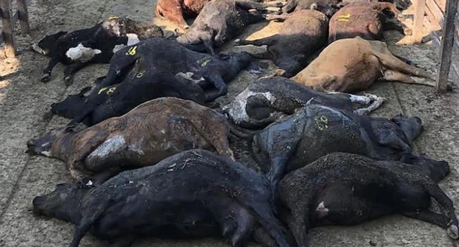 Muerte animales por ola de calor - Mercado de Liniers
