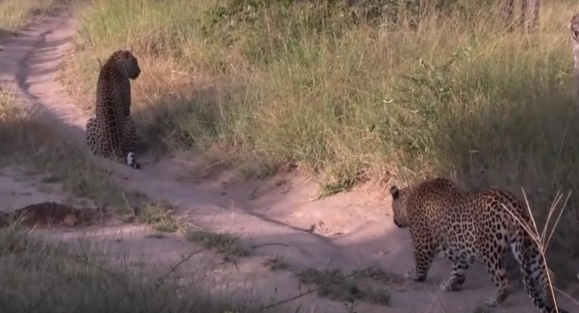 Pelea a muerte entre leopardos