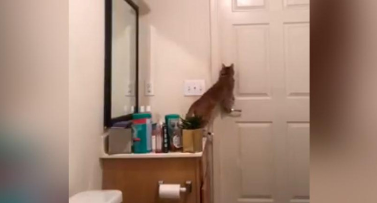 Video viral: la increíble maniobra de un gato para escapar de un baño	