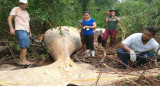 Encontraron una ballena muerta en el Amazonas