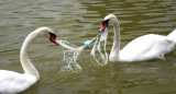 Plástico y el riesgo para las aves