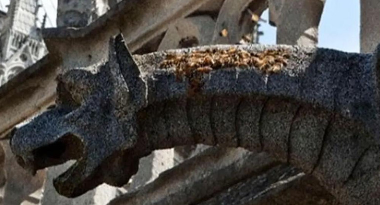 Notre Dame: se develó el misterio de las 150 mil abejas que estuvieron en el incendio