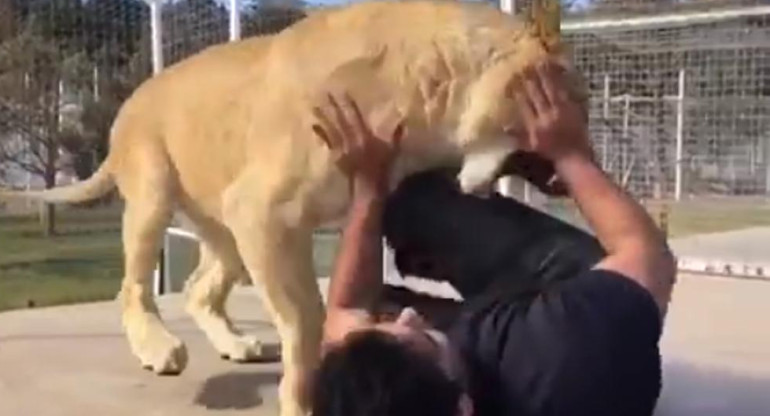Viral en Instagram: entra a jaula con leona que enfurece al verlo