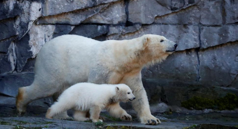Osos polares, especies en peligro, cambio climático, Reuters