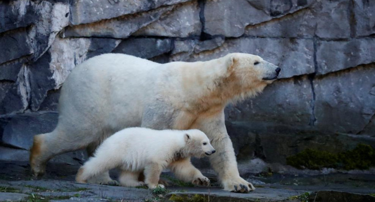 Osos polares, especies en peligro, cambio climático, Reuters
